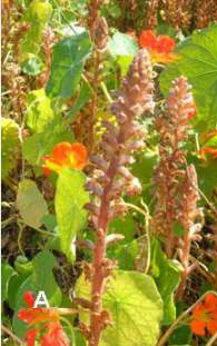 Orobanche minor ssp. minor